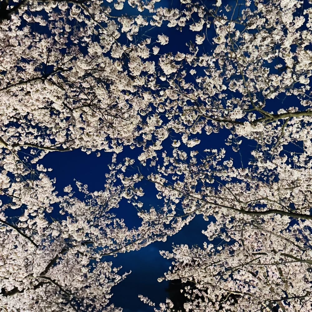 兼六園　金沢城公園　ライトアップ　