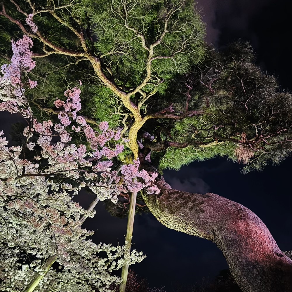 兼六園　ライトアップ　夜桜
