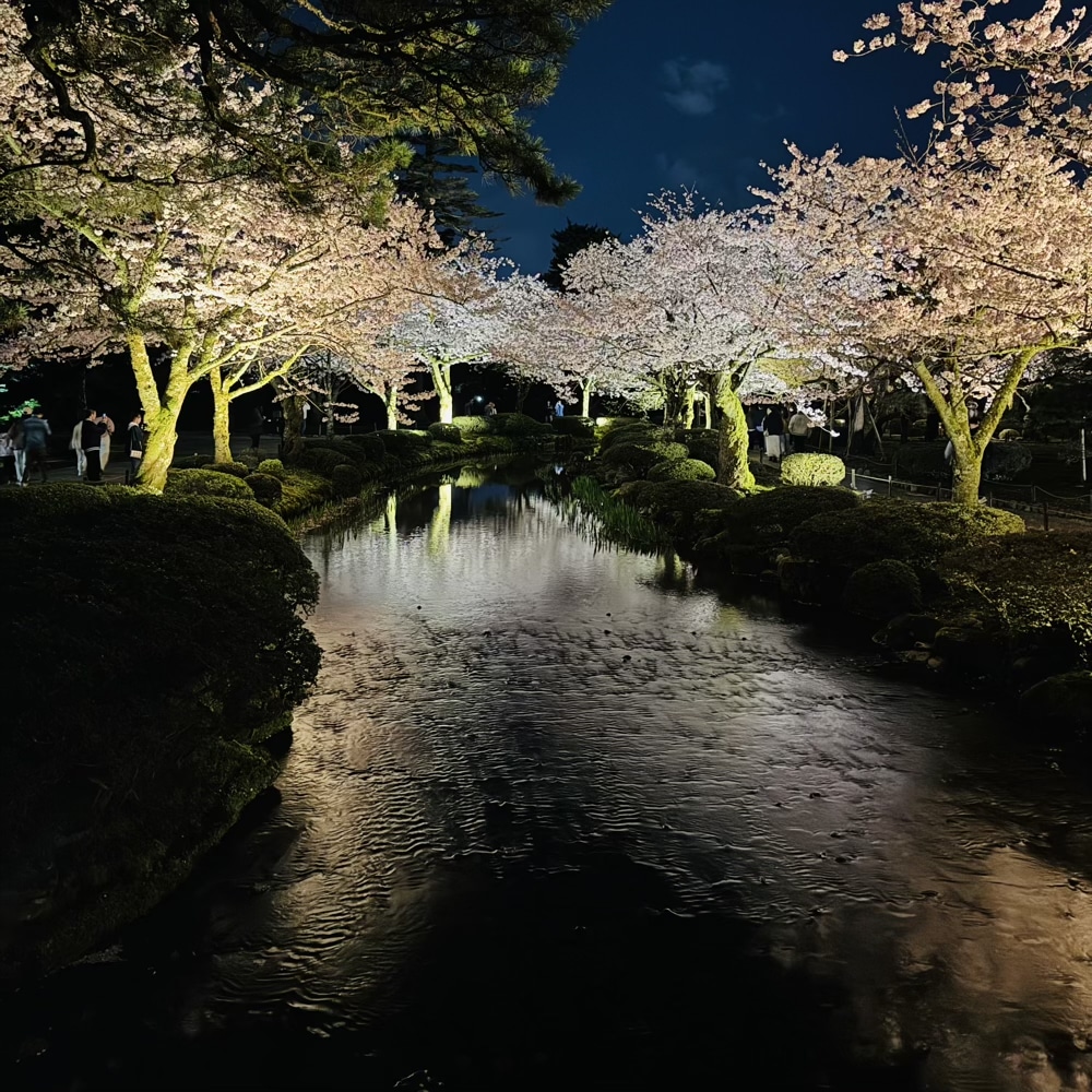 兼六園　ライトアップ　夜桜