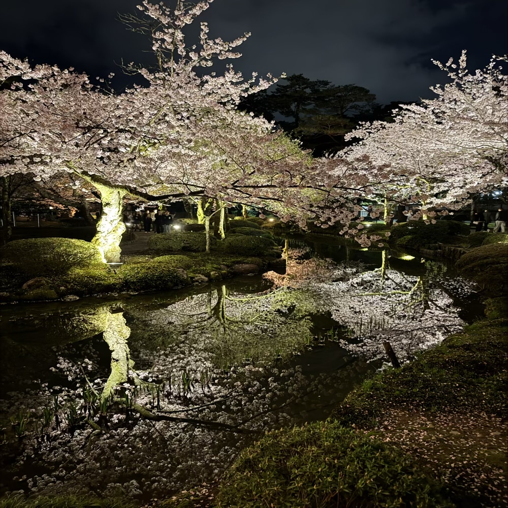 兼六園　ライトアップ　夜桜