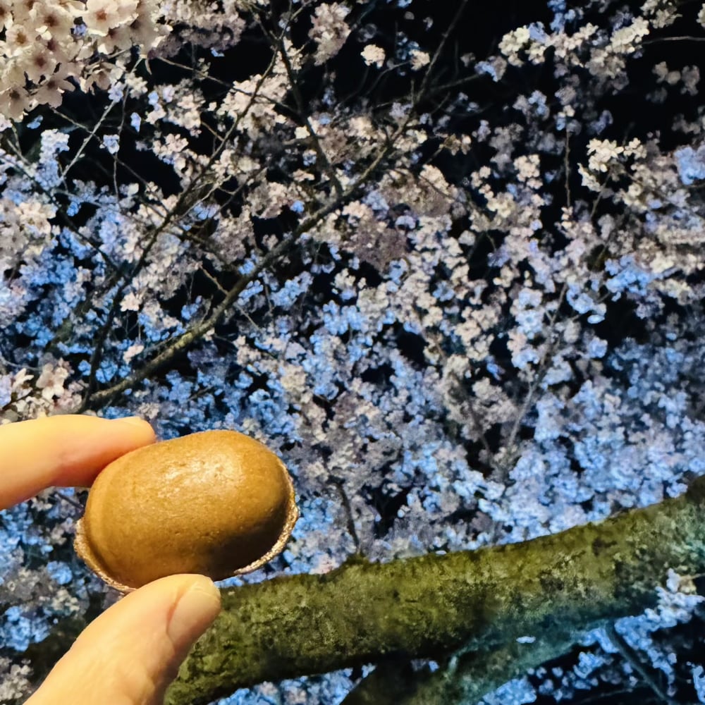 兼六園　ライトアップ　夜桜