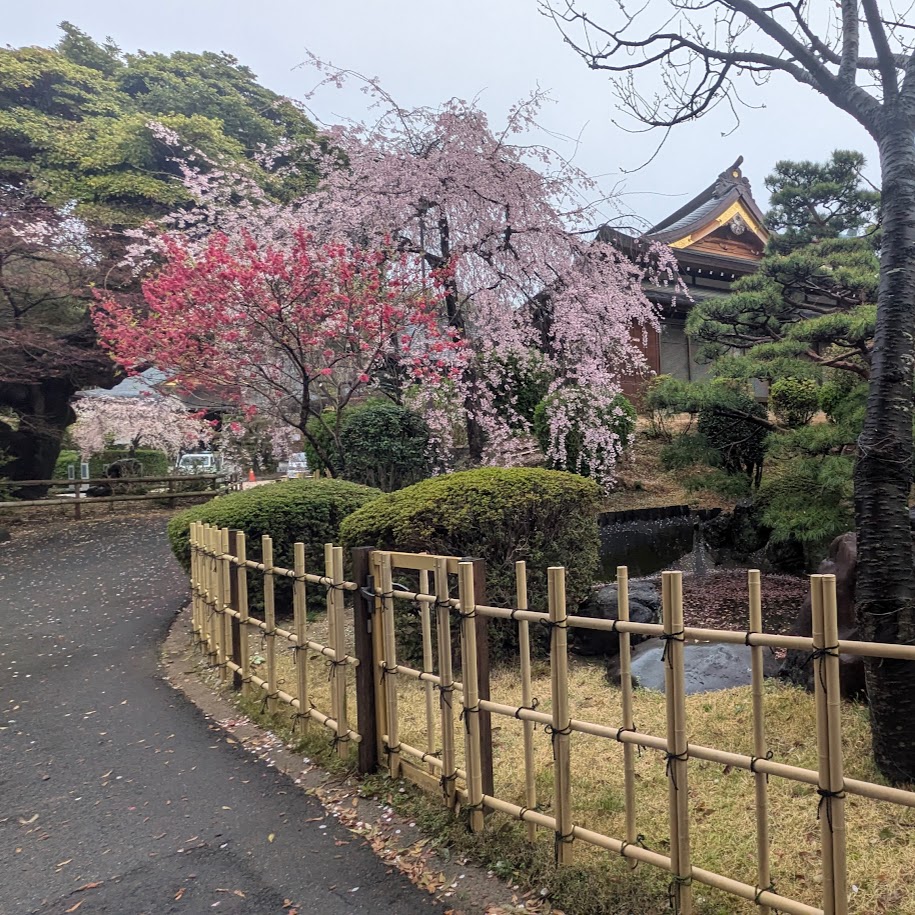 高徳寺　桜　お寺