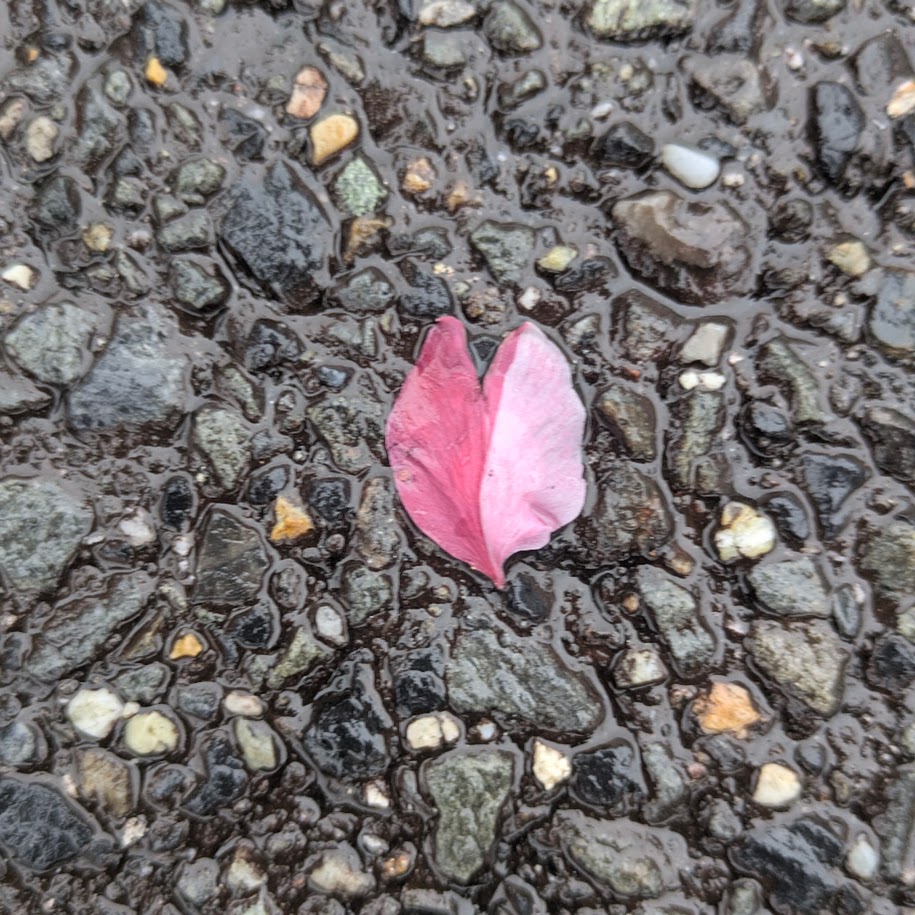 紅白桜　愛知　高徳寺
