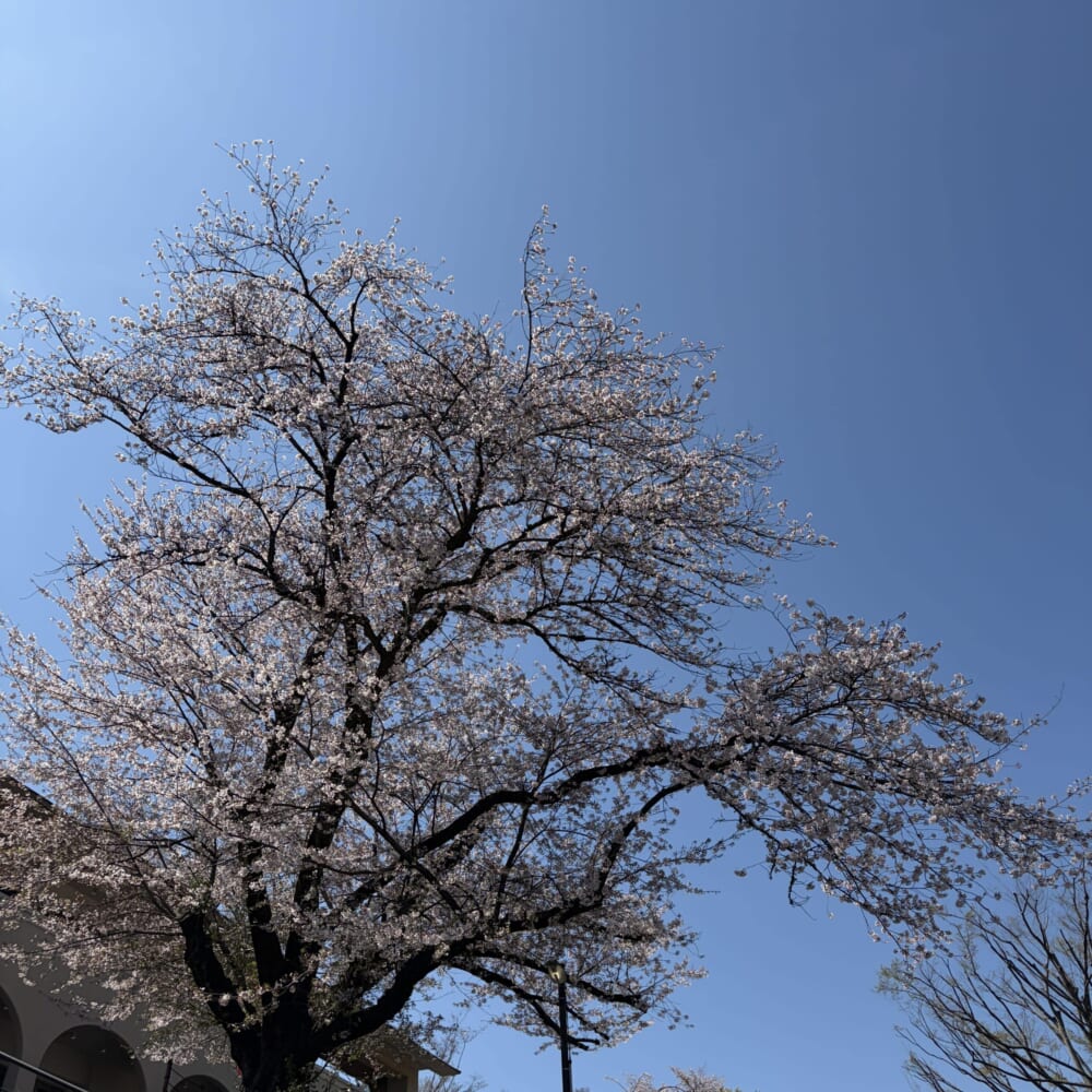 多摩動物公園 お花見 ライオンバス