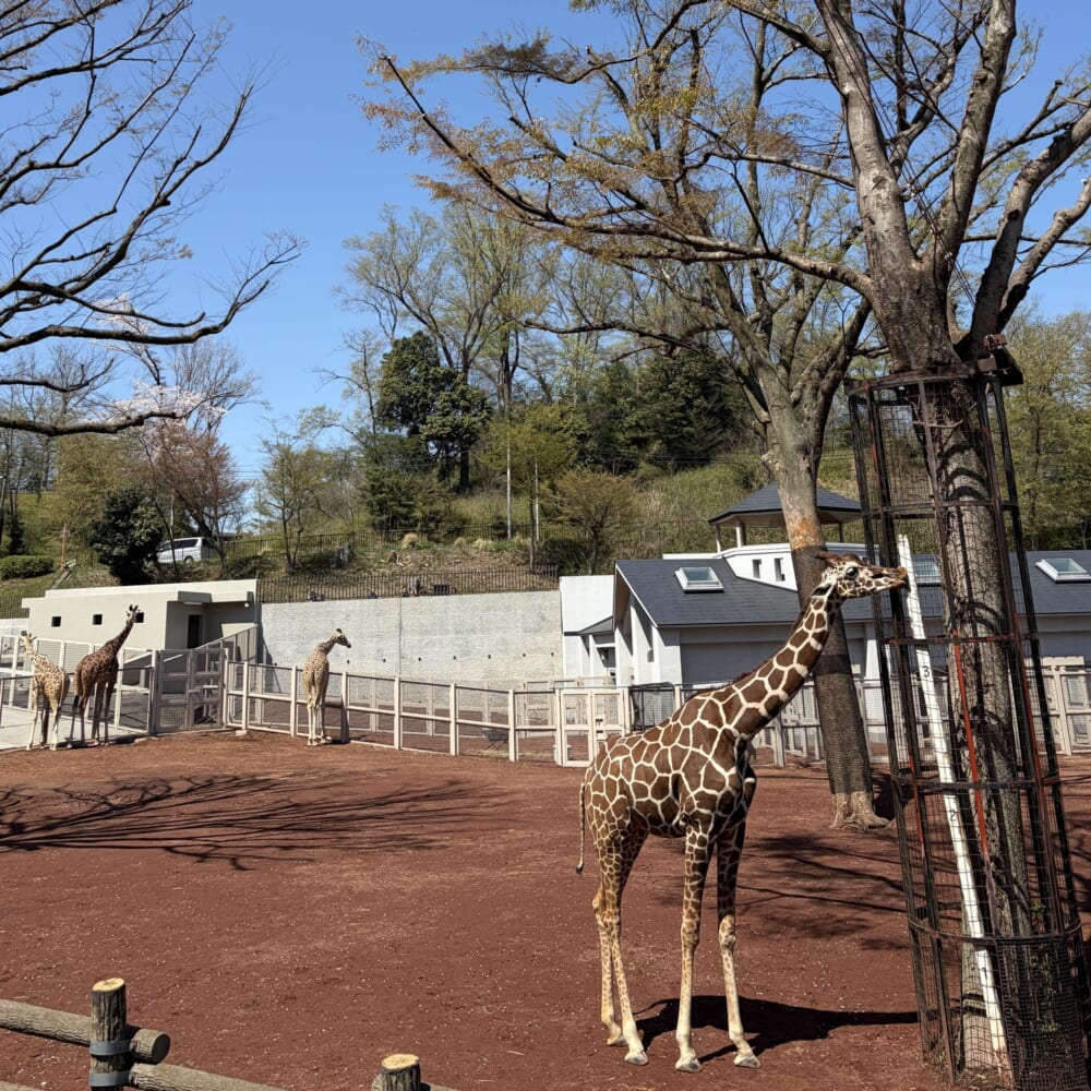 多摩動物公園 子連れお出かけ ライオンバス