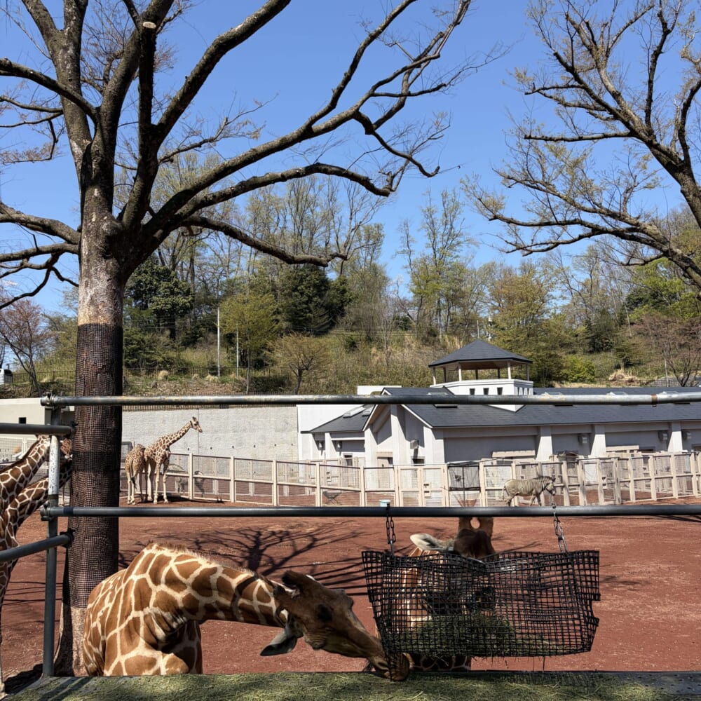 多摩動物公園 子連れお出かけ ライオンバス