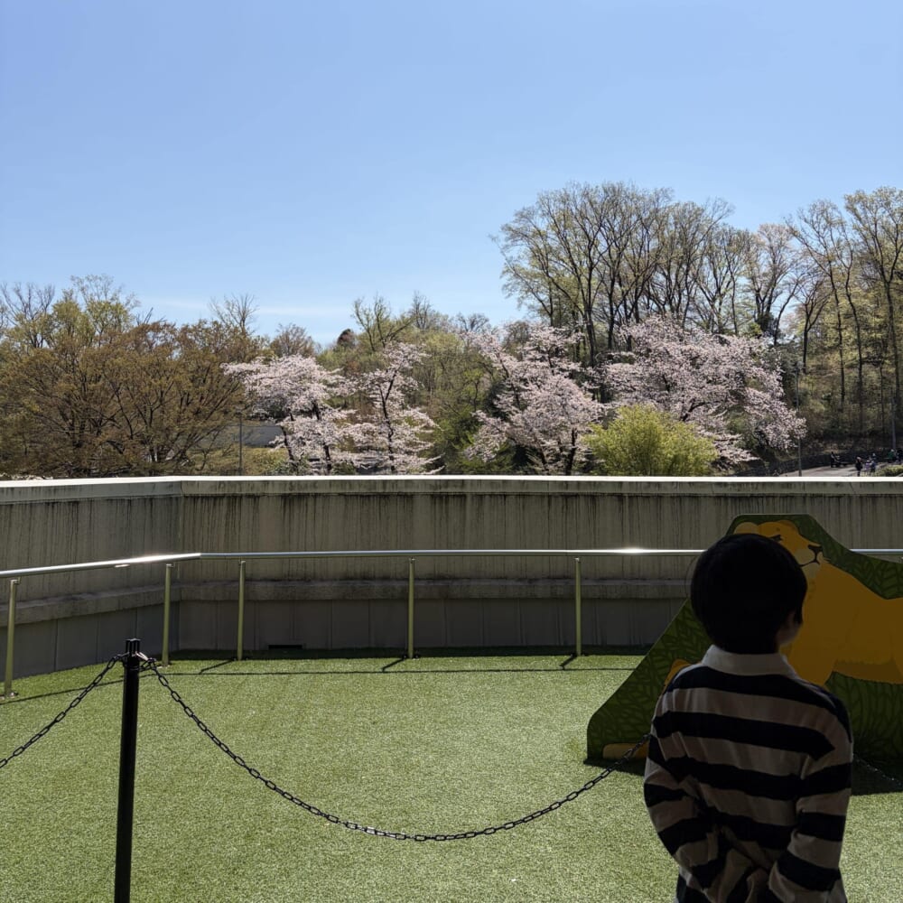 多摩動物公園 お花見 ライオンバス
