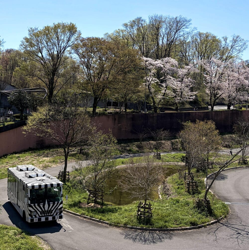 多摩動物公園 子連れお出かけ ライオンバス