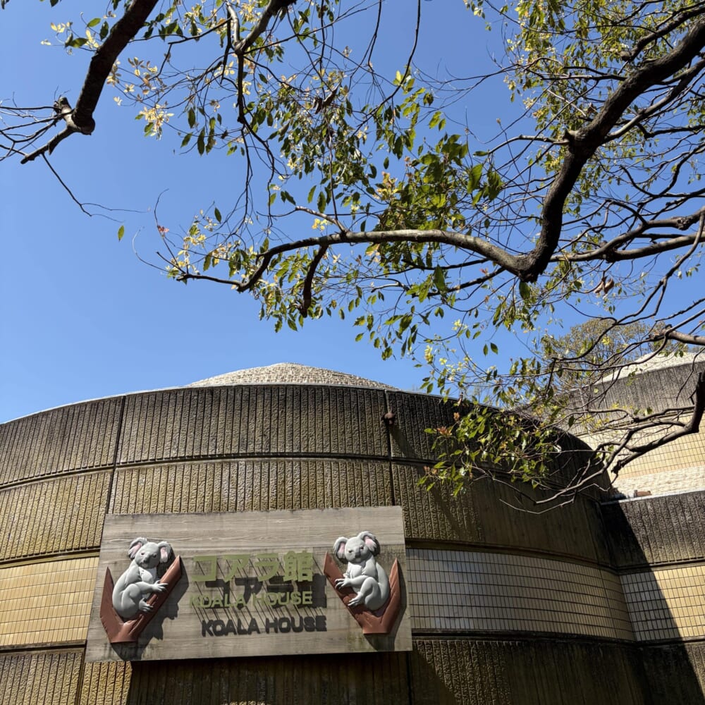 多摩動物公園 子連れお出かけ コアラ