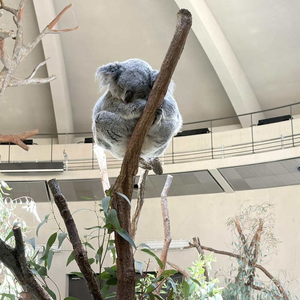 多摩動物公園 子連れお出かけ コアラ
