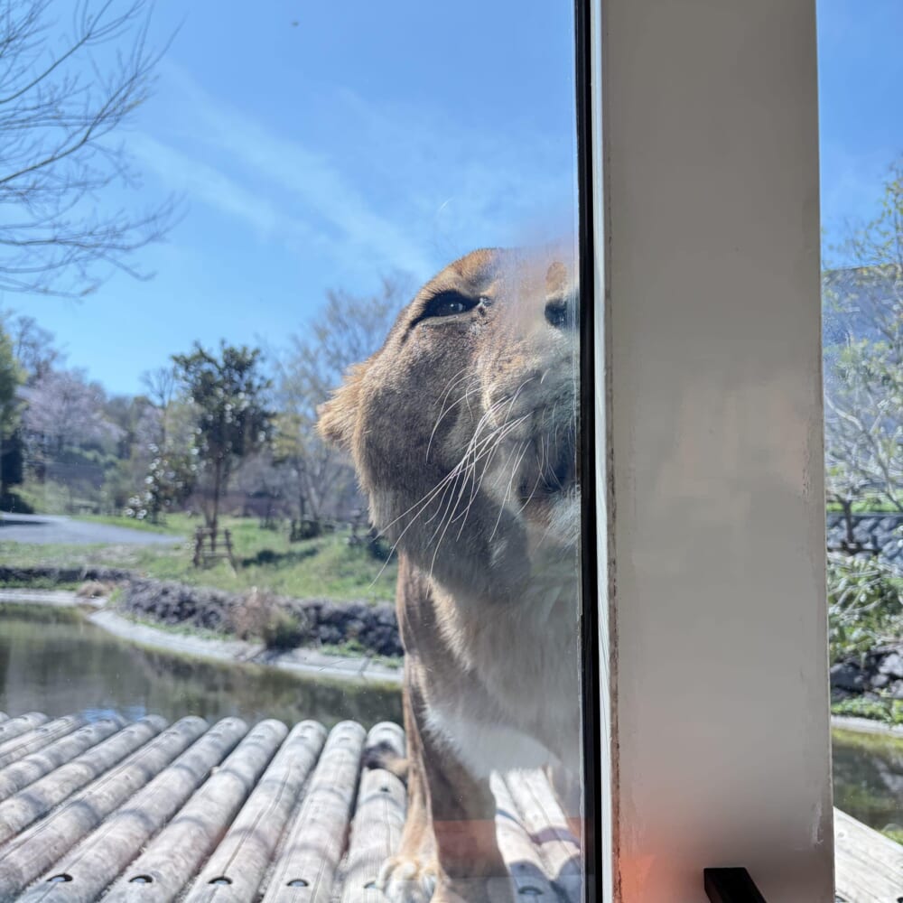 多摩動物公園 子連れお出かけ ライオンバス