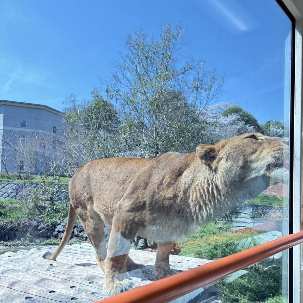 多摩動物公園 子連れお出かけ ライオンバス