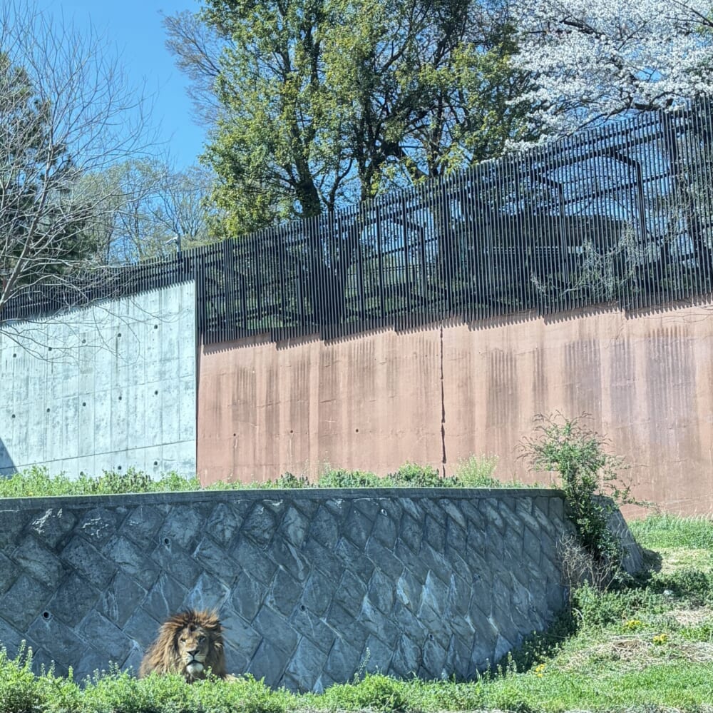 多摩動物公園 子連れお出かけ ライオンバス