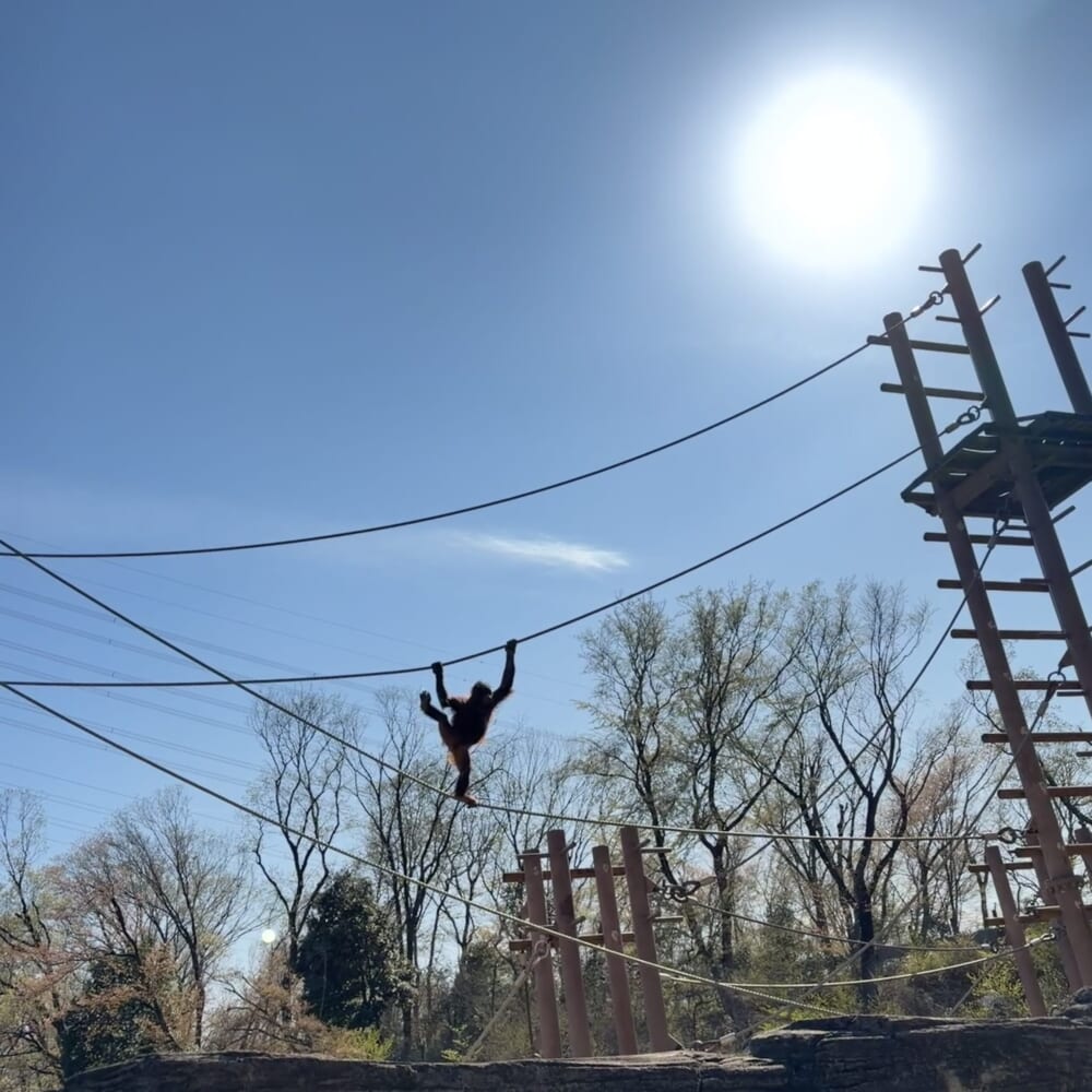 多摩動物公園 子連れお出かけ ライオンバス