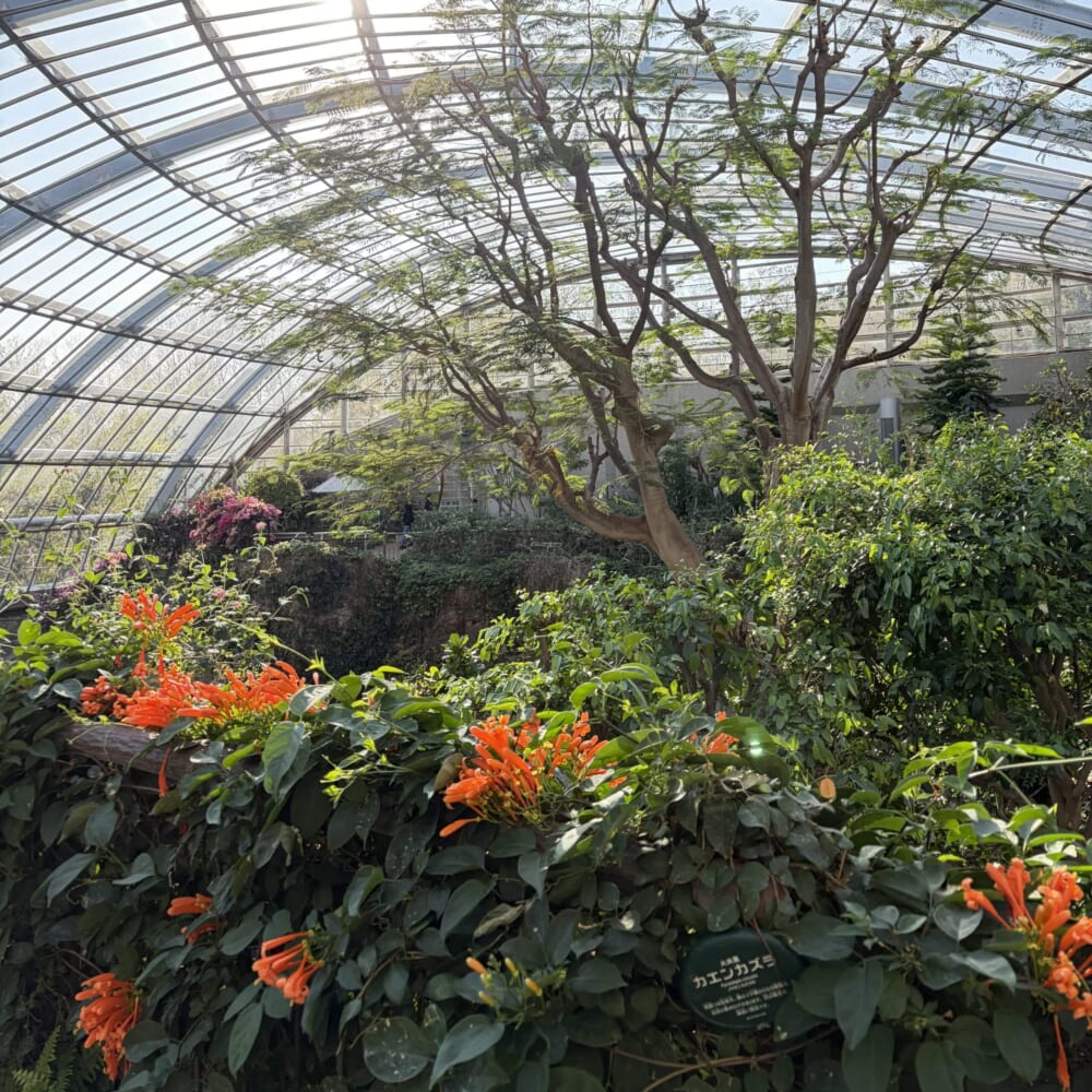 多摩動物公園 子連れお出かけ ライオンバス