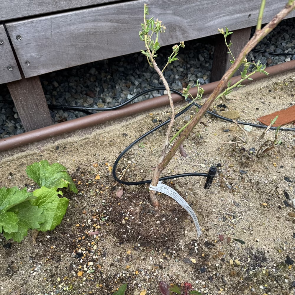 ブルーベリー　新芽　クレイワー