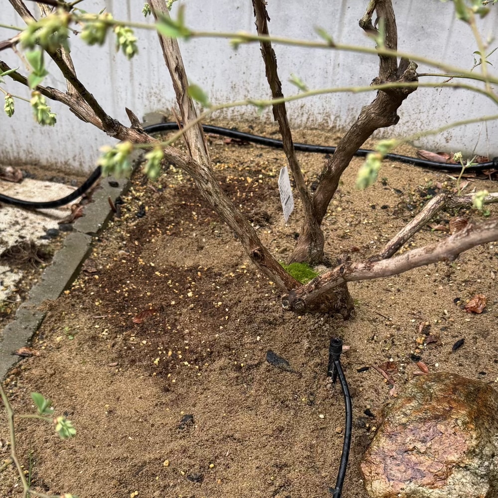 ブルーベリー　新芽　ブライトウェル