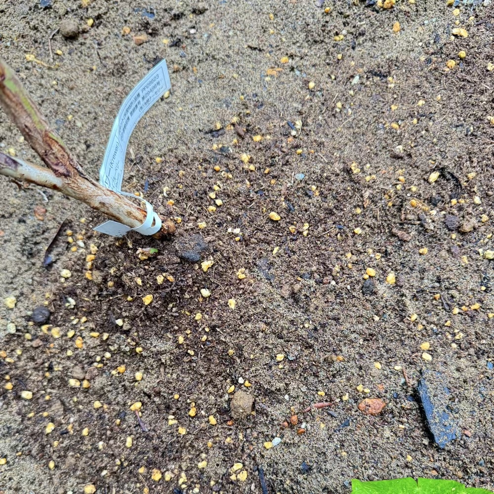 ブルーベリー　新芽　クレイワー