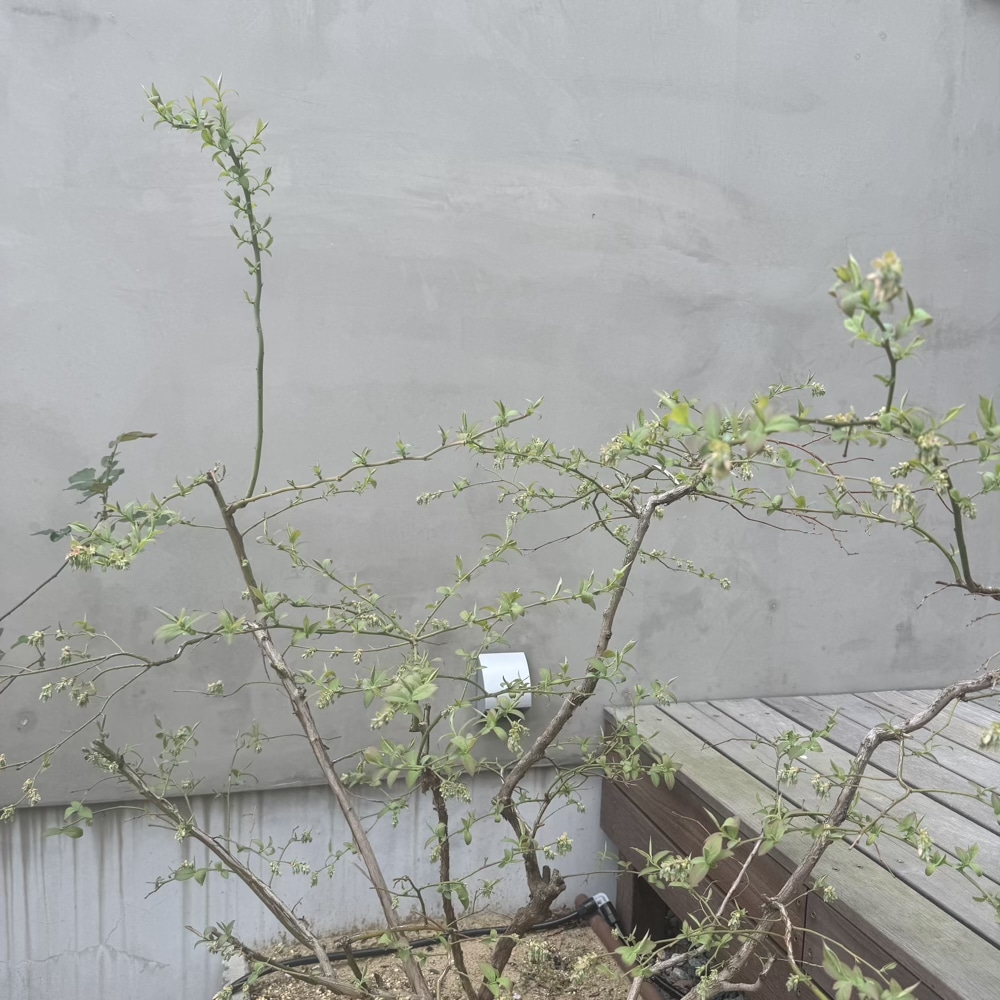 ブルーベリー　新芽　ブライトウェル