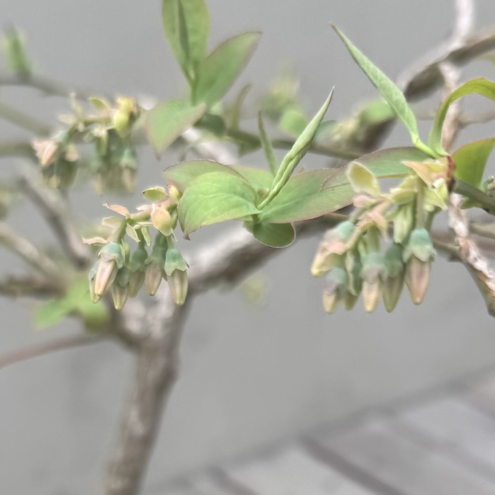 ブルーベリー　ブライトウェル　つぼみ