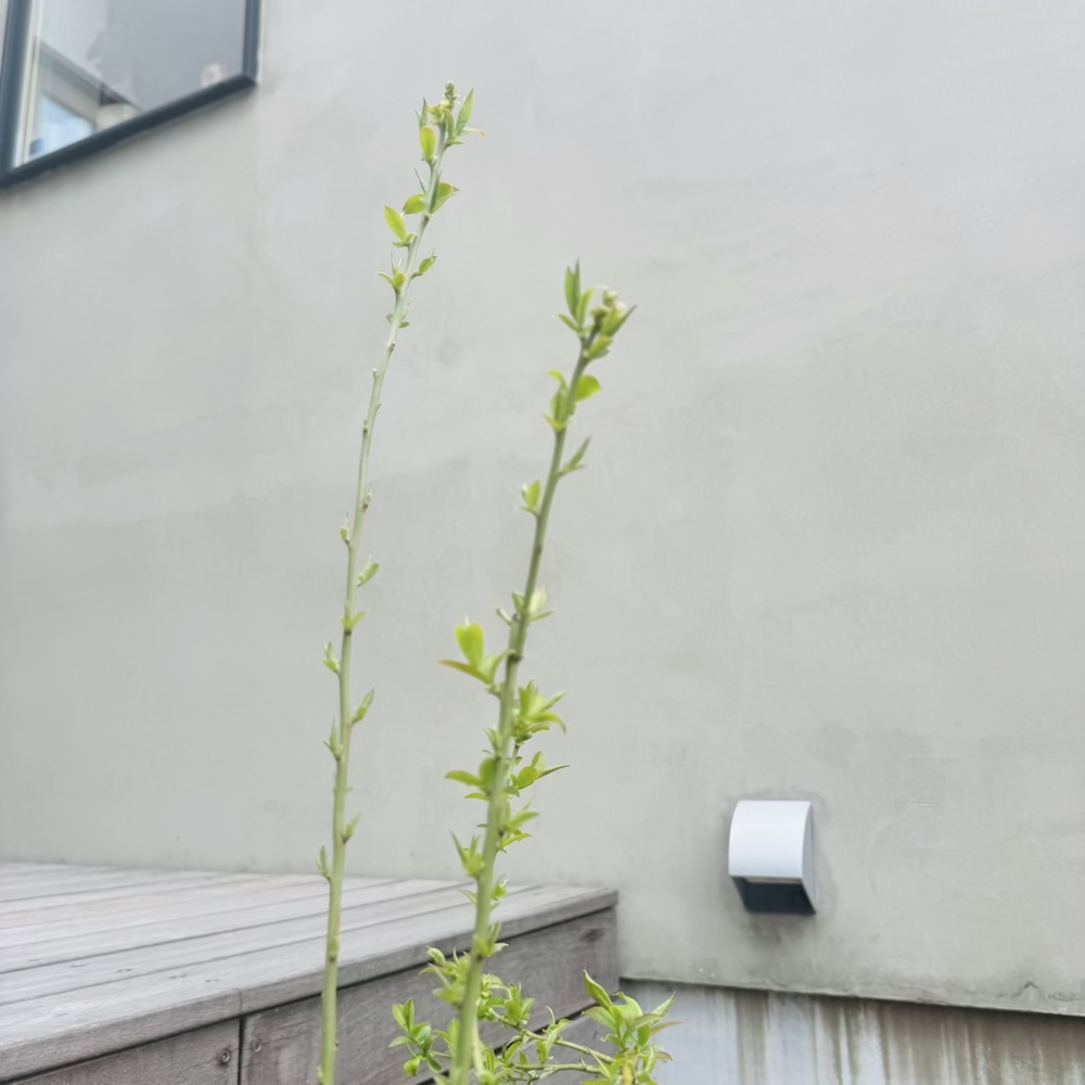 ブルーベリー　新芽　クレイワー