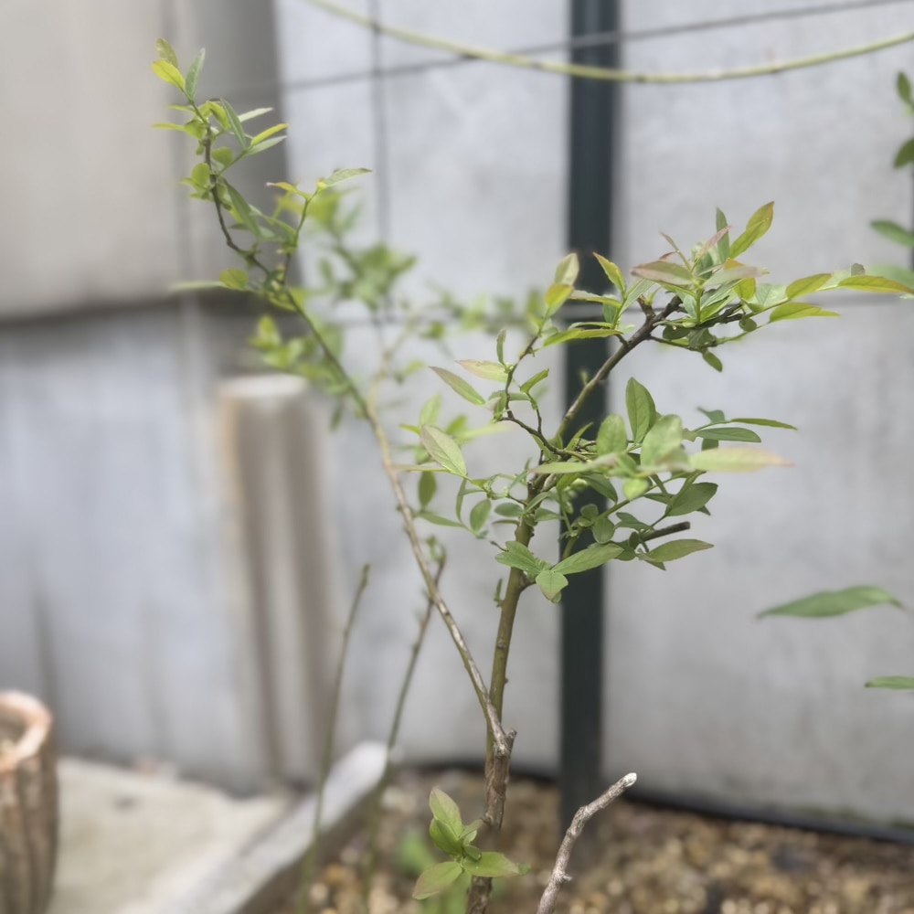 ブルーベリー　新芽　ピンクレモネード