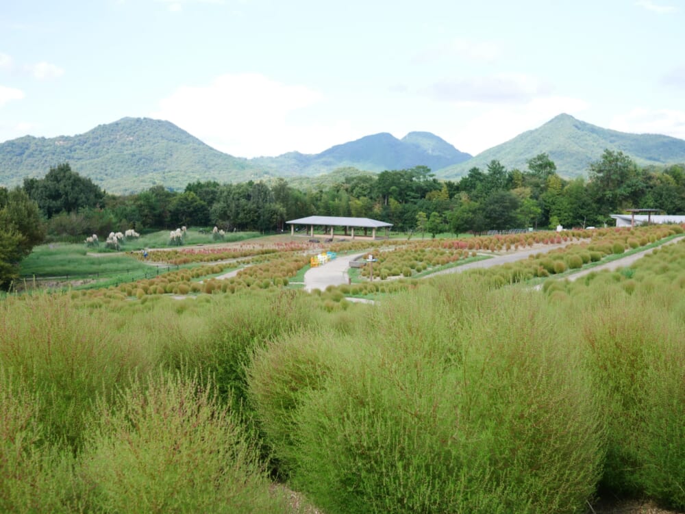 まんのう公園 香川県 コキア 2023