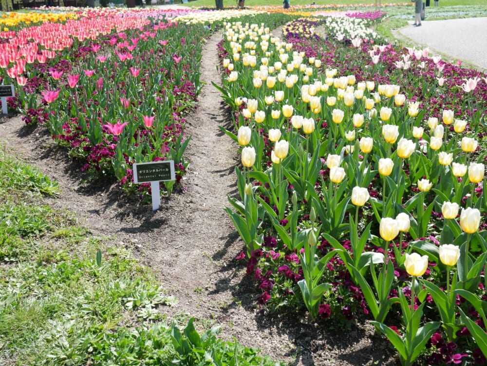 まんのう公園 香川県 子連れ チューリップ2 2026
