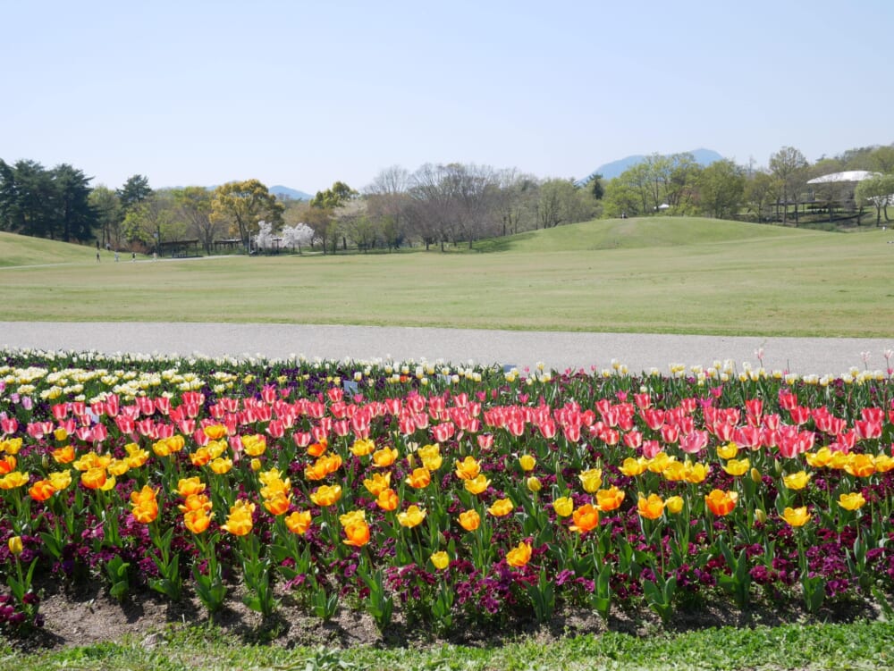 まんのう公園 香川県 子連れ チューリップ 2026