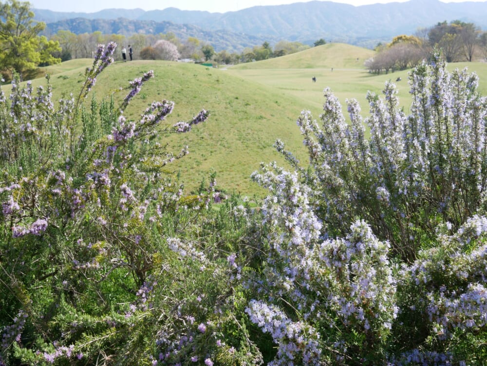 まんのう公園 香川県 子連れ ネモフィラ チューリップ2