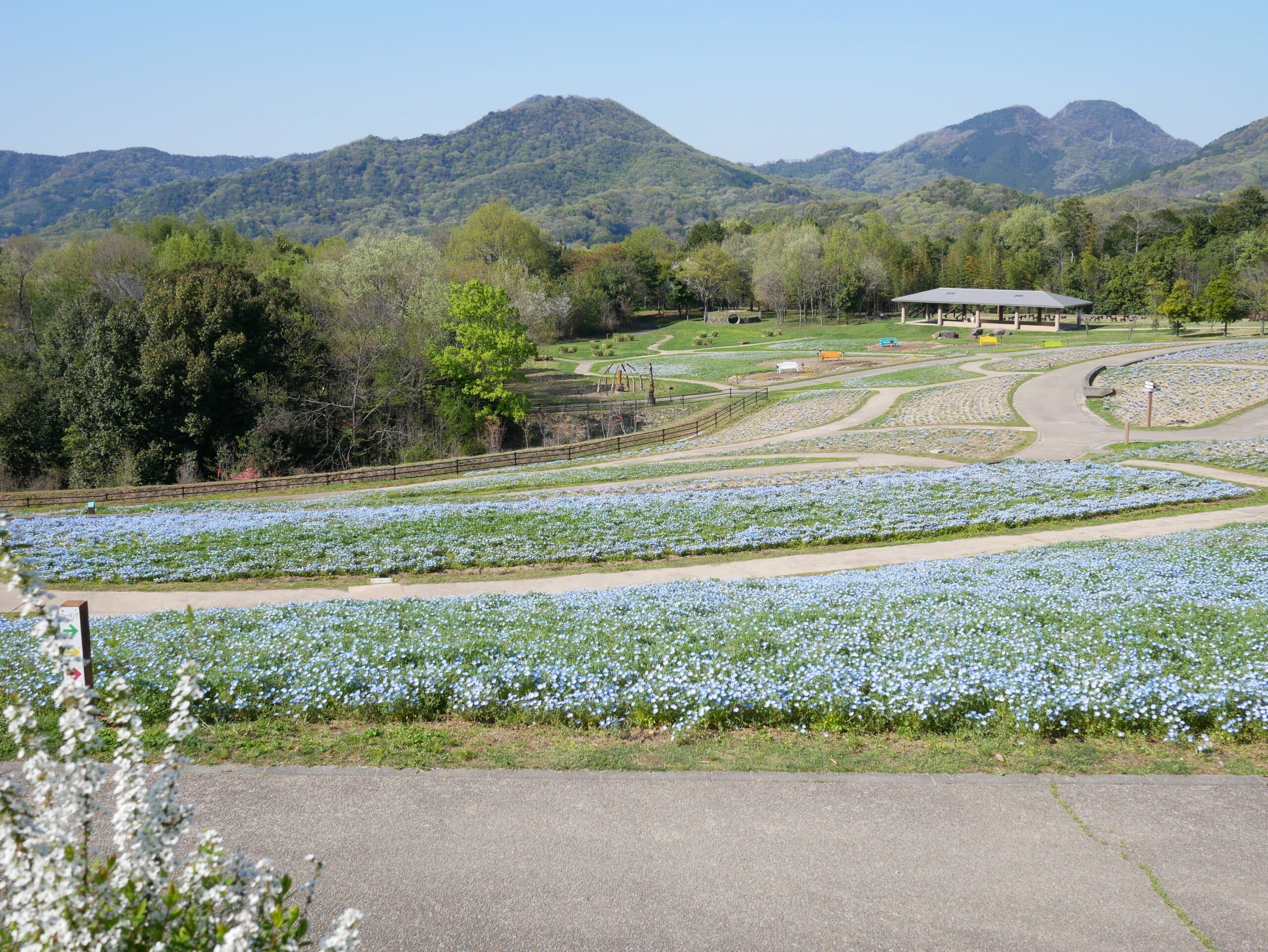 まんのう公園 香川県 ネモフィラ 開花状況 2026