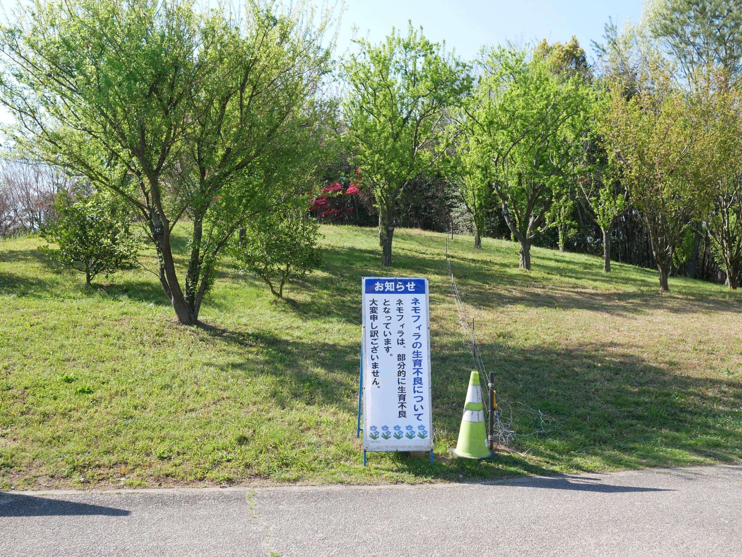 まんのう公園 香川県 子連れ ネモフィラ 開花状況