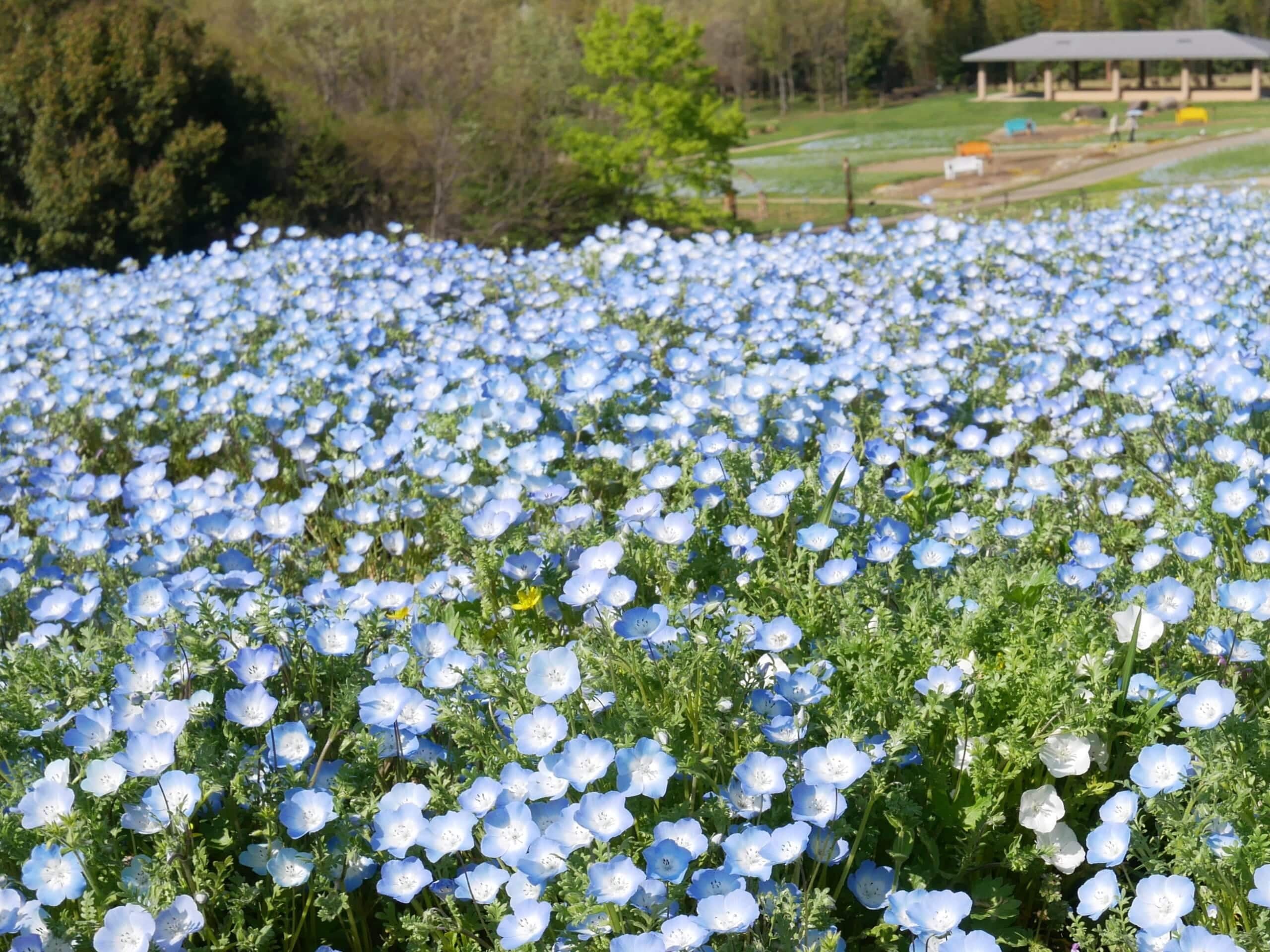 まんのう公園 香川県 ネモフィラ 2026
