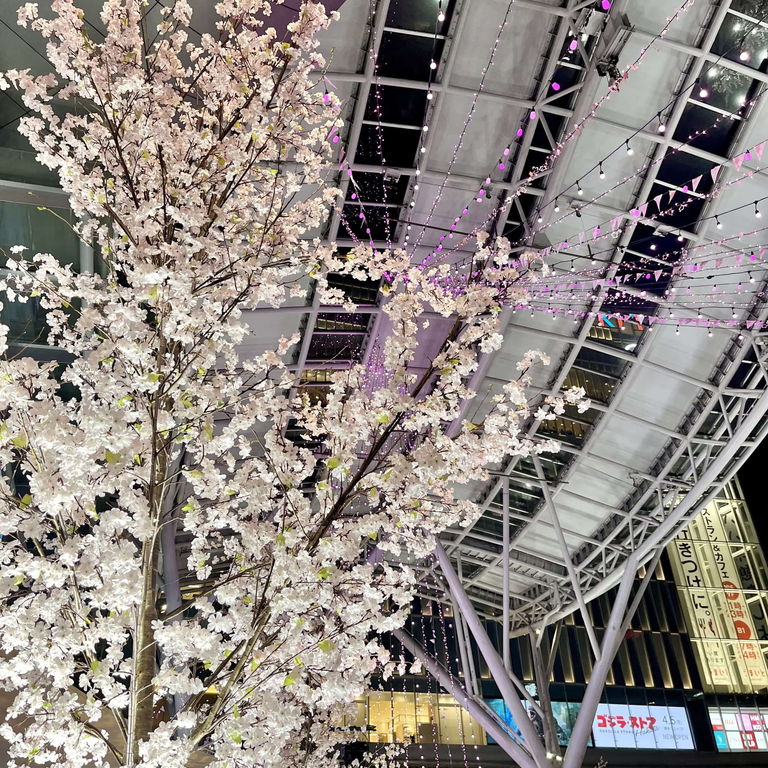 桜