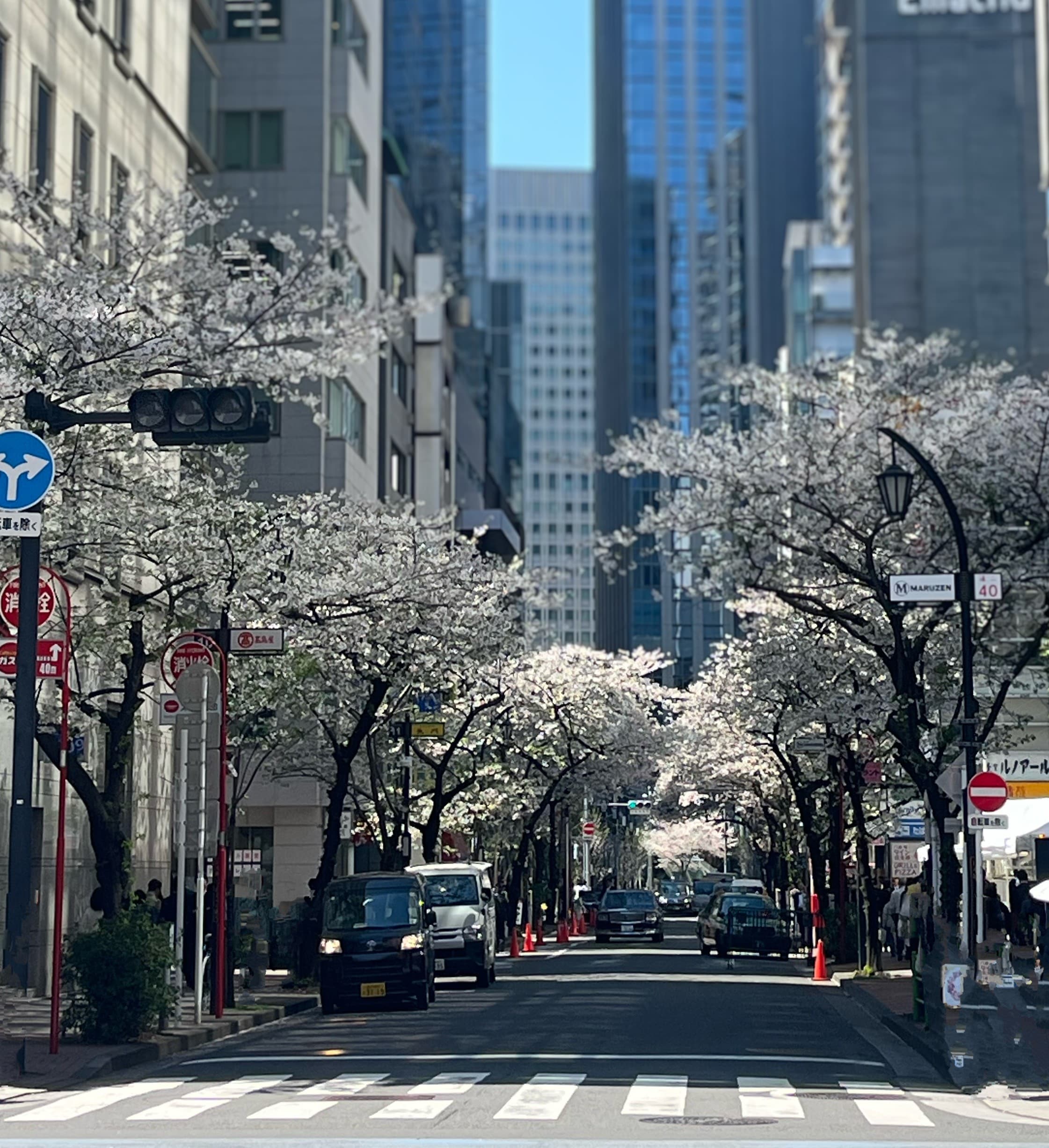 日本橋の桜並木