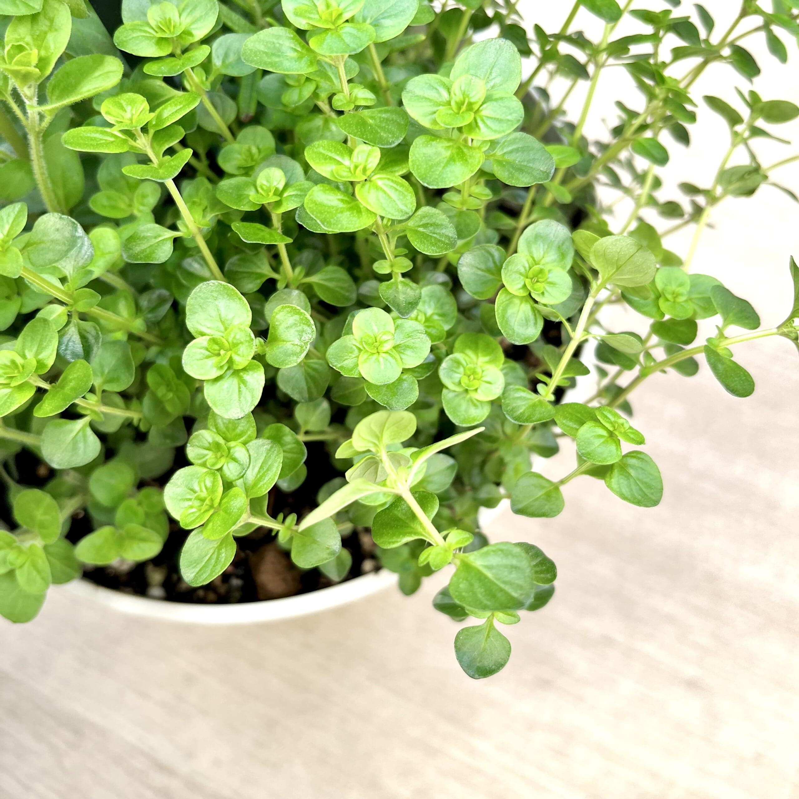 タイム　ハーブ