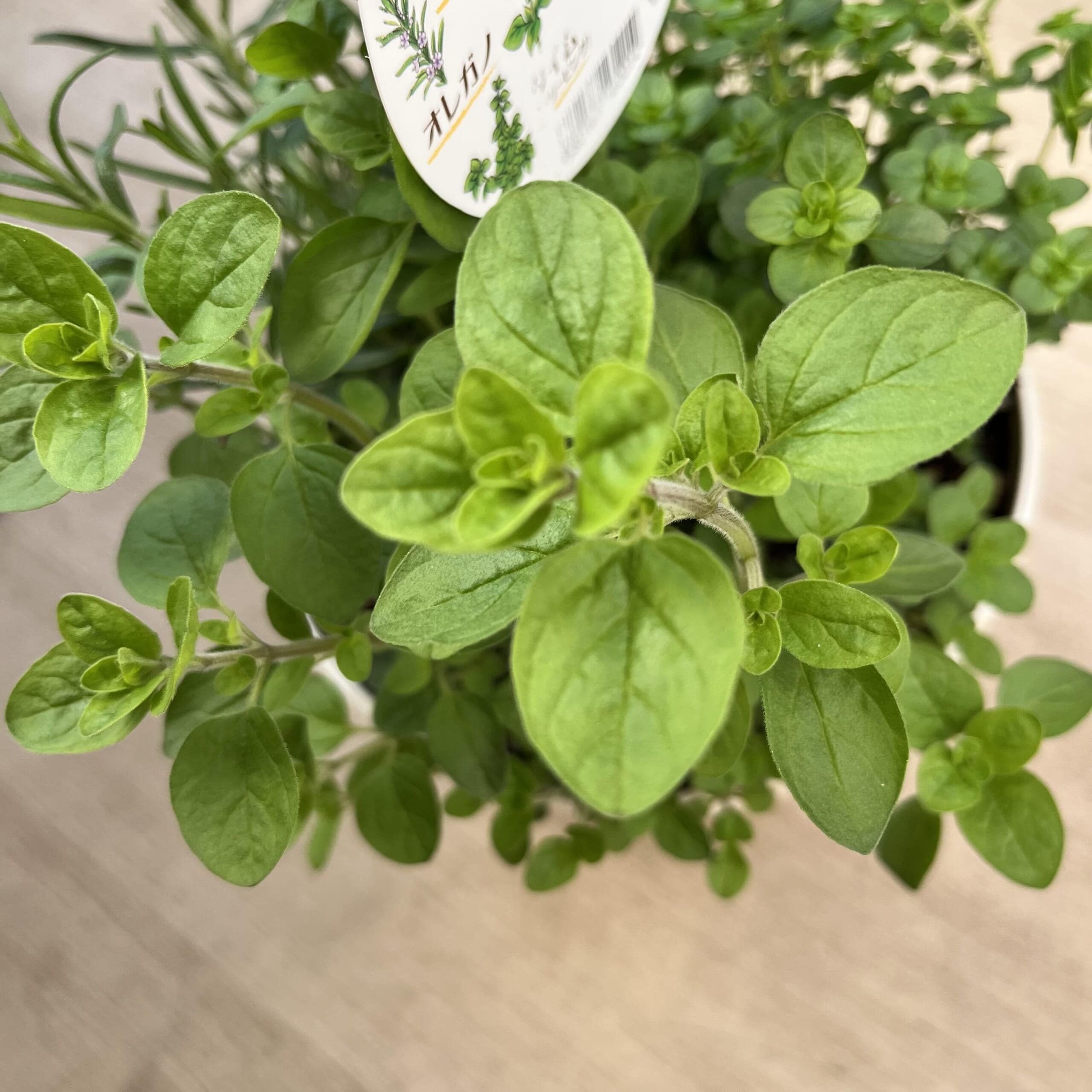 オレガノ　ハーブ