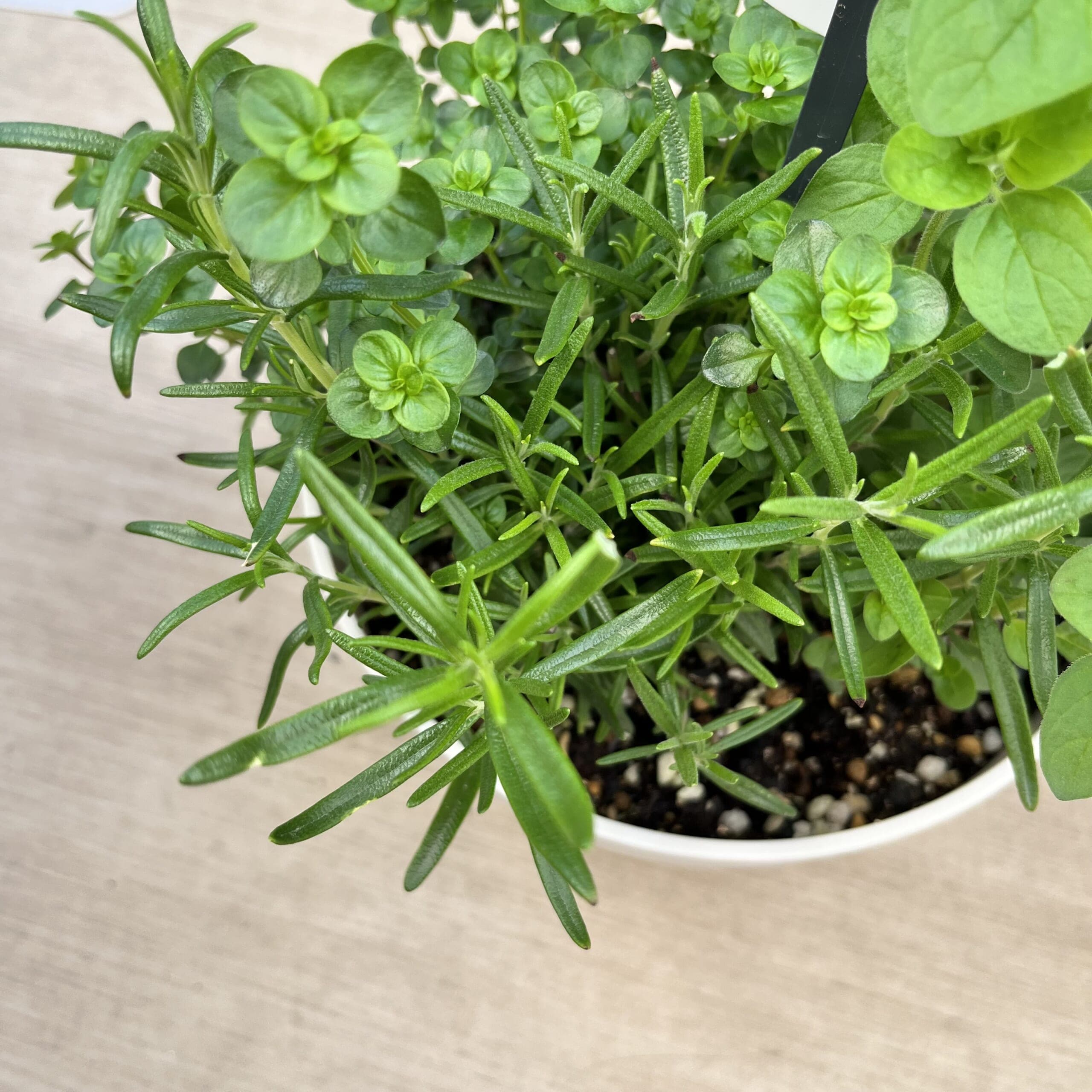 ローズマリー　ハーブ