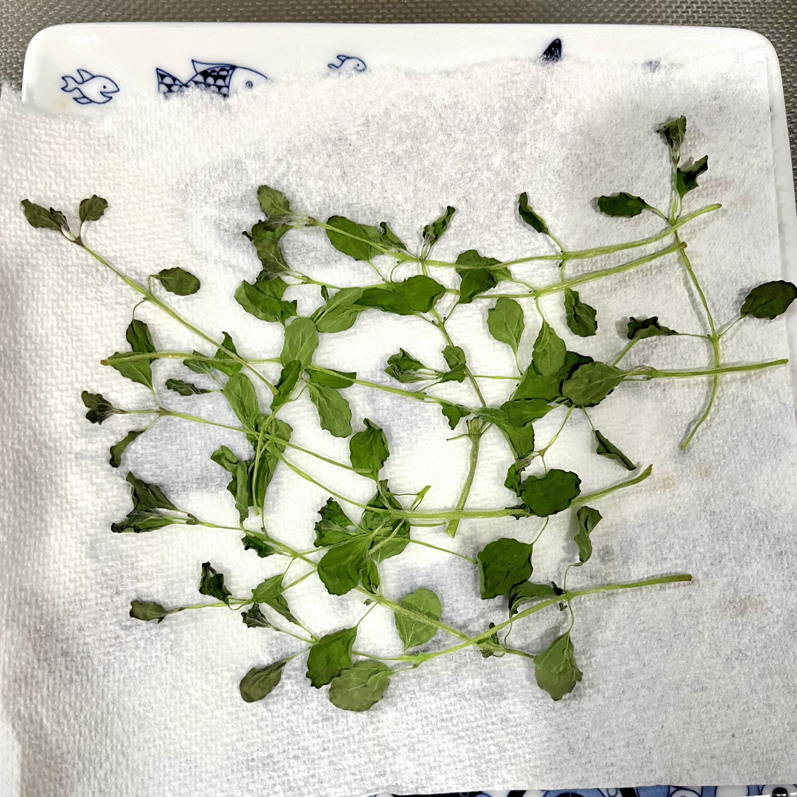 オレガノ　ハーブ