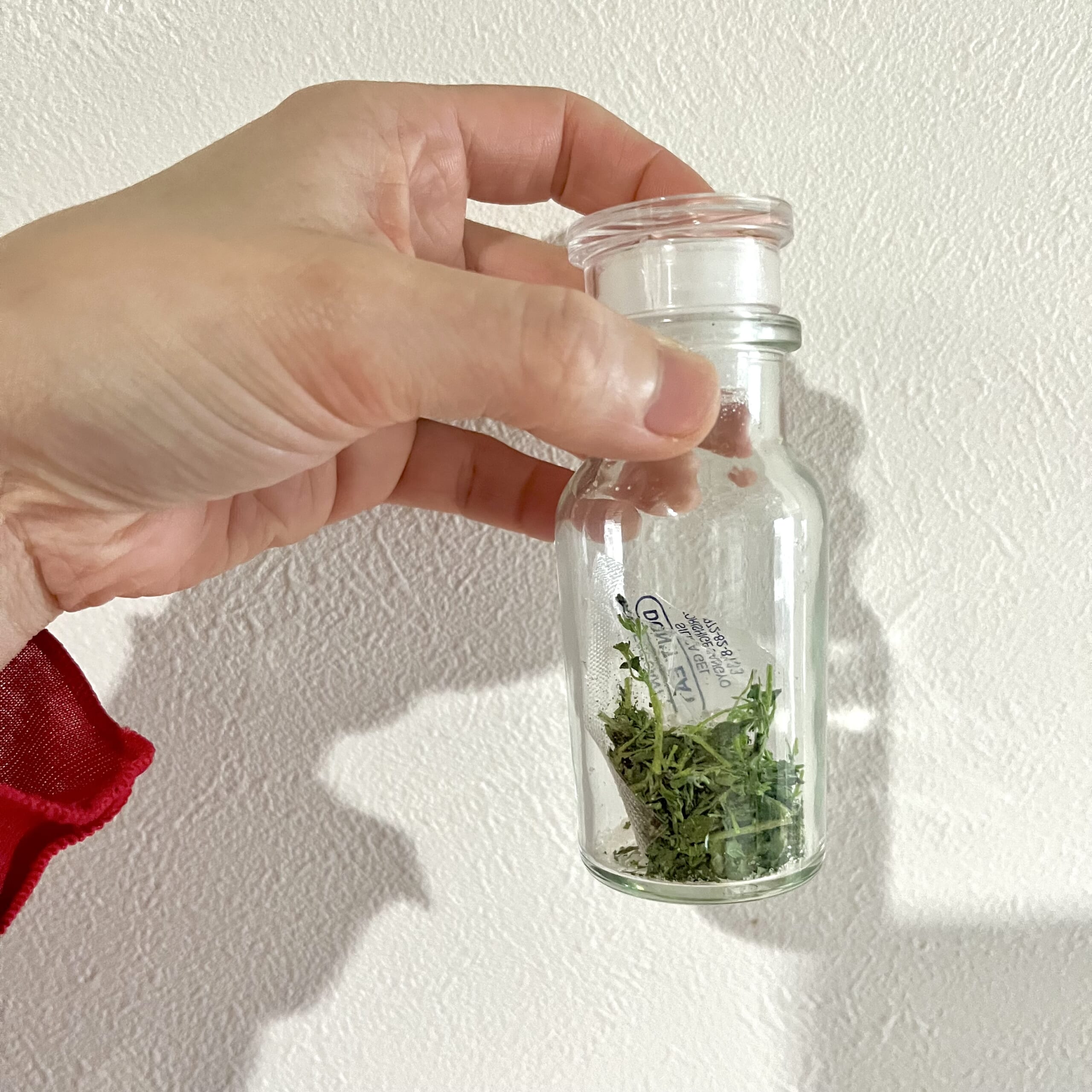 オレガノ　ハーブ