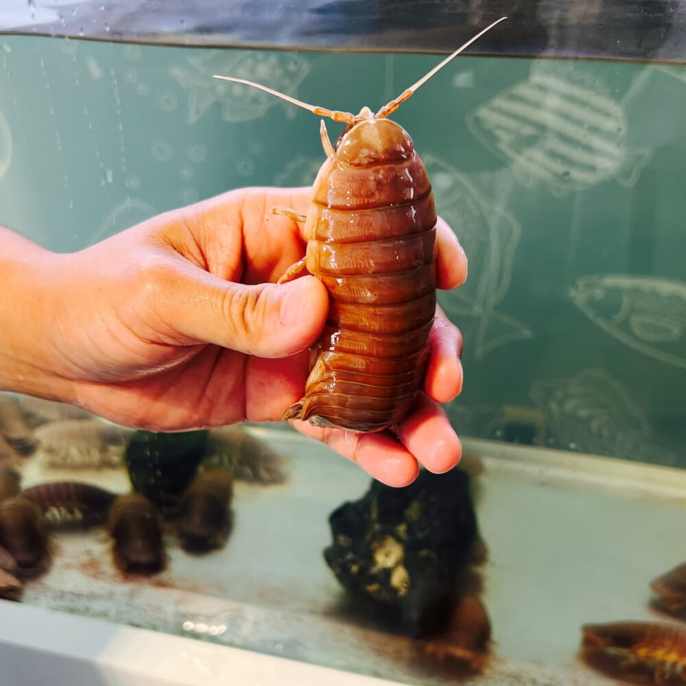 神奈川　横浜　八景島シーパラダイス　うみファーム オオグソクムシ