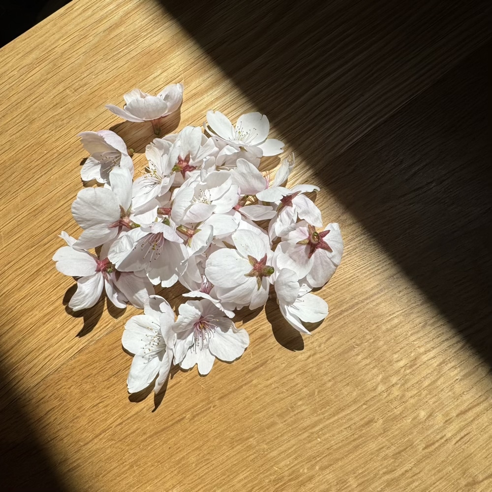 4月　桜　春