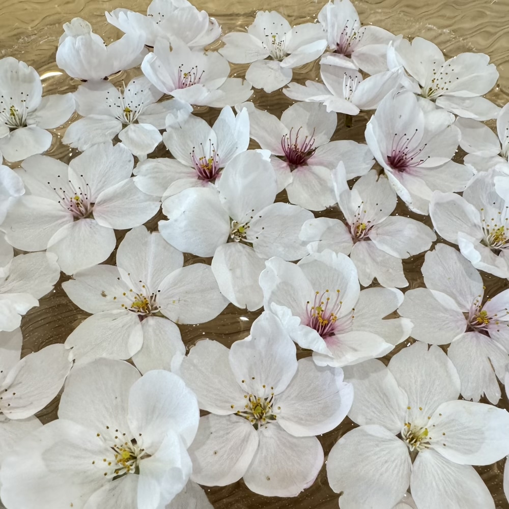 4月　桜　春