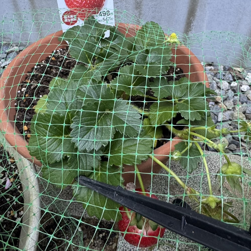 福王　イチゴ　特大