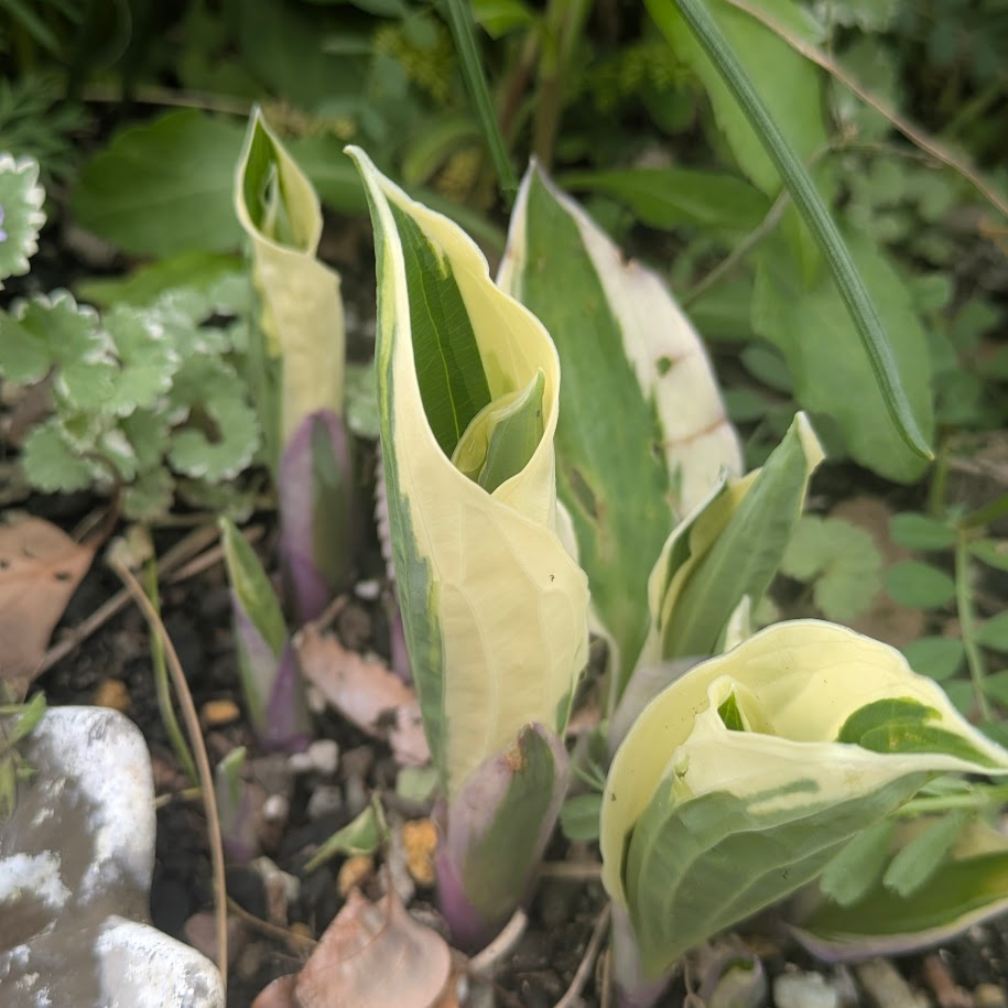 コポ庭　２０２６　春