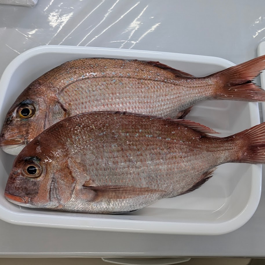 鯛2匹　料理教室　コポ