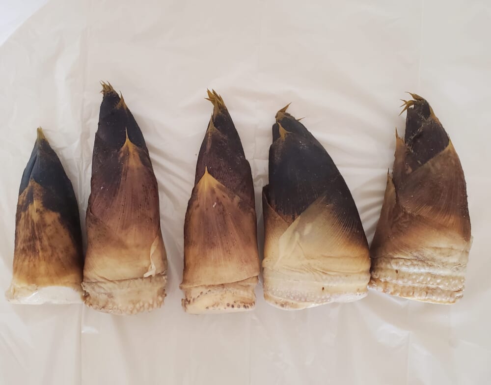 採れたてのタケノコ