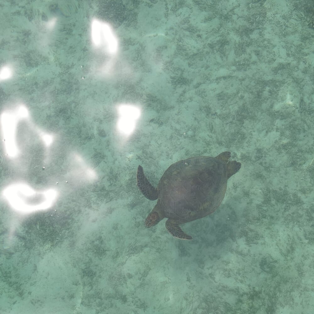 宮古島　ウミガメ　カヤック