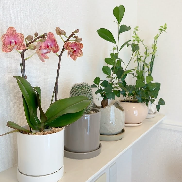 観葉植物　ミニ蘭