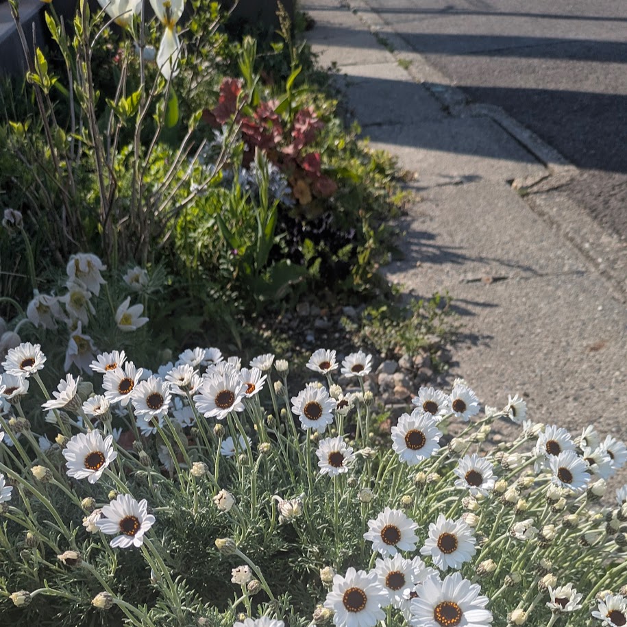 コポ庭　２０２６春　ご近所さん